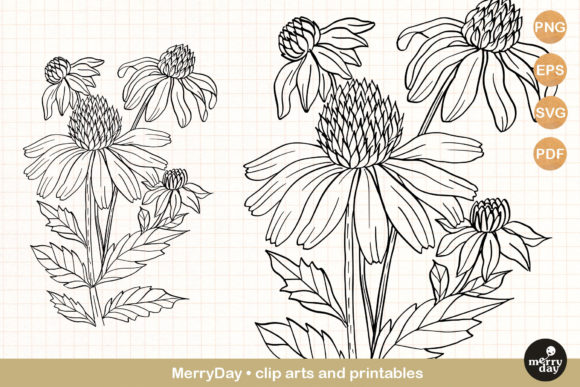 Download Coneflower Summer Flower Clip Art - Art Collection
