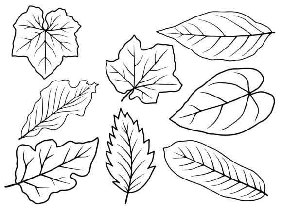 Download Leaf Line Art Illustration - Art Collection