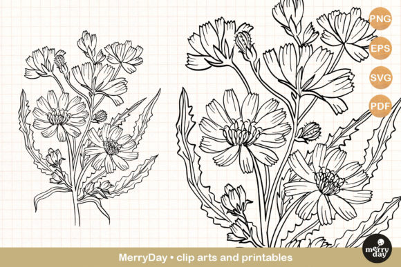 Download Chicory Summer Flower Clip Art Svg - Art Collection