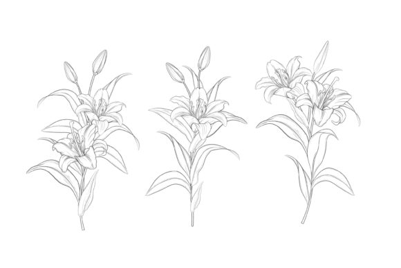 Download Hand Drawn Floral Illustrations Graphic - Floral Collection