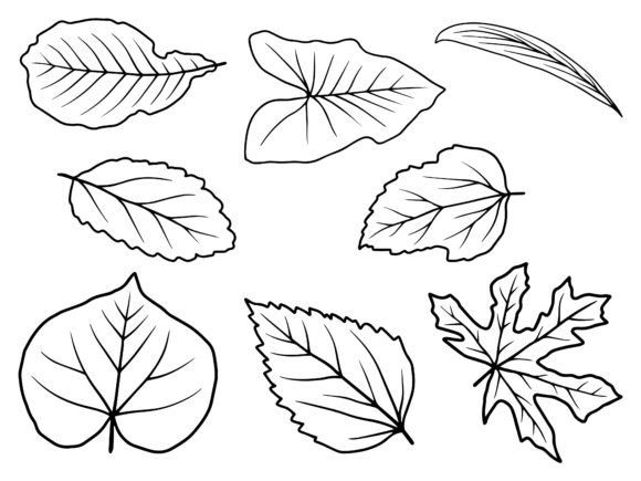 Download Hand Drawn Leaf Line Art Illustration - Art Collection