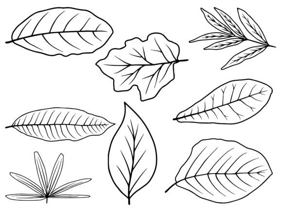 Download Hand Drawn Leaf Line Art Illustration - Art Collection